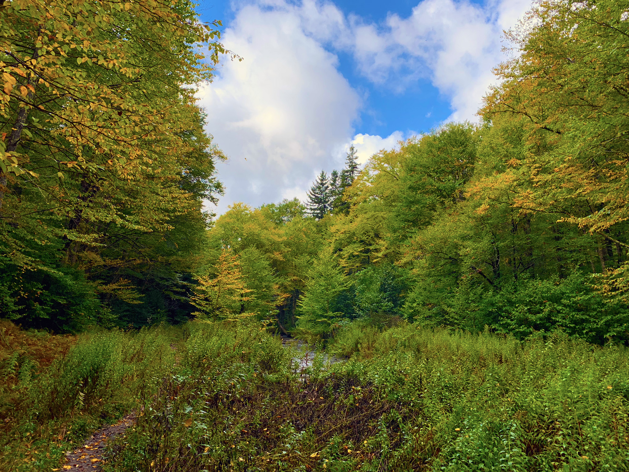 Blog post: A Forest Parable | Accidental Tomatoes